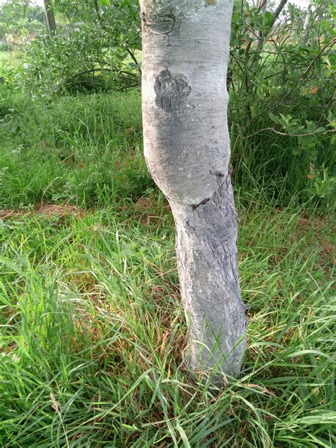 Abnormal Graft union - General Fruit Growing - Growing Fruit