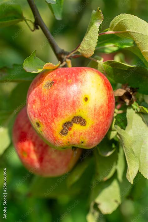 apple scab disease Stock Photo | Adobe Stock