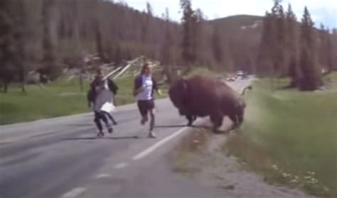 Woman Provides Hilarious Commentary As Yellowstone Bison Attacks ...