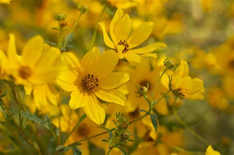 Sunflower Tickseed Hamilton Native Outpost