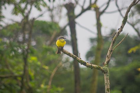 Colombia Bird Day - Free photo on Pixabay