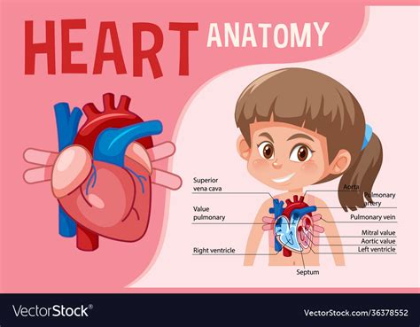 Human Heart Diagram For Kids