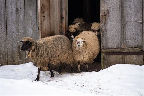 Premium Photo Flock Of Sheep In The Farm In Winter