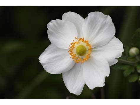 Anemone Flower Meaning - Harvest Indoor