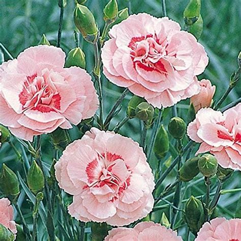 Pack X6 Dianthus Doris Pinks Perennial Garden Plug Plants Amazon Co