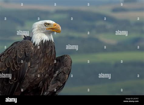 Brown Brownish Brunette Portrait Blank European Caucasian Raptor Birds Of Prey Stock Photo Alamy