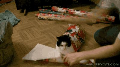 Cat Christmas GIF - Find & Share on GIPHY