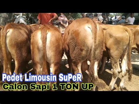 Juta Obral Pedet Jantan Limousin Super Harga Miring Calon Sapi