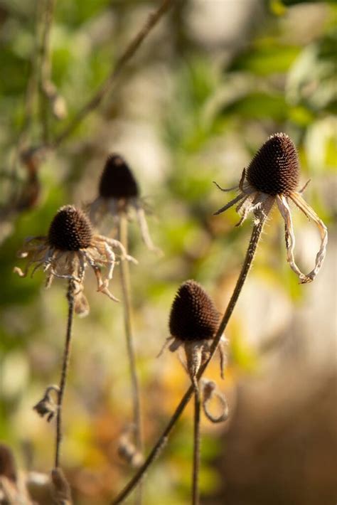 How To Collect Black Eyed Susan Seeds DerivBinary