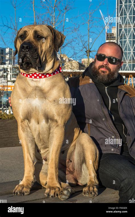 Boerboel mastiff, South African Mastiff, dog, 20 months old, with owner, Calgary, Alberta ...