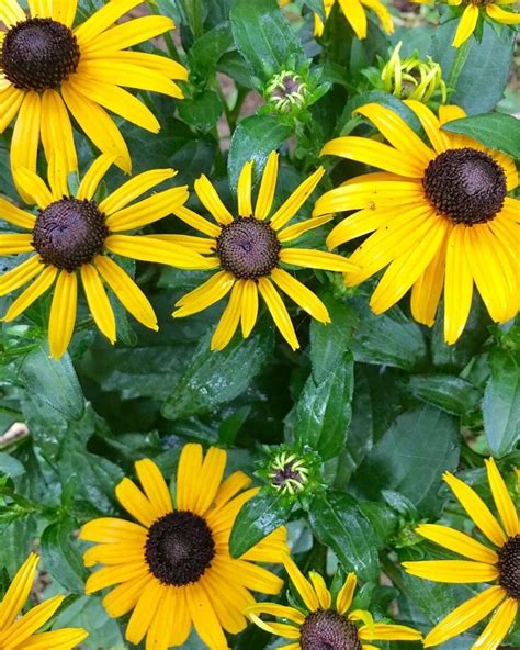 Black Eyed Susan Rudbeckia Hirta How To Grow And Care Florgeous