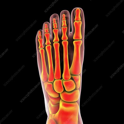 Human Foot Anatomy Illustration Stock Image F036 4416 Science Photo Library