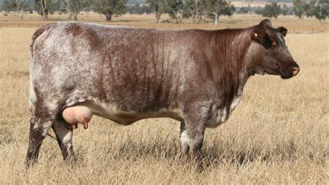 The Ideal Beef Cow Manchee Agriculture