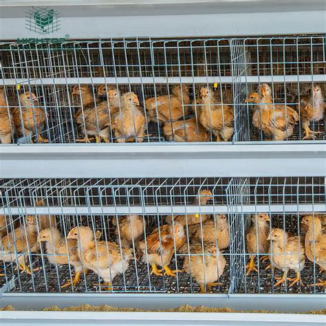 Low Price 6 Tiers Automatic Feeding Metal Quail Laying Cage For Sale In