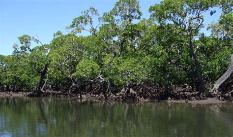 Importance of Mangroves in the prevention of the coastal erosion