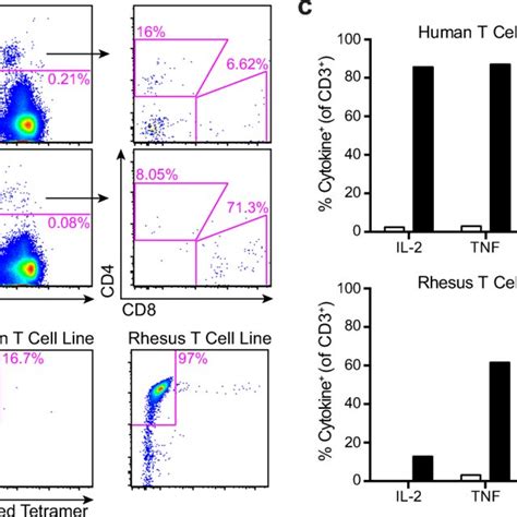 Tissue Phenotypes Of Inkt Cells In Rhesus Macaques Pbmc And Tissues