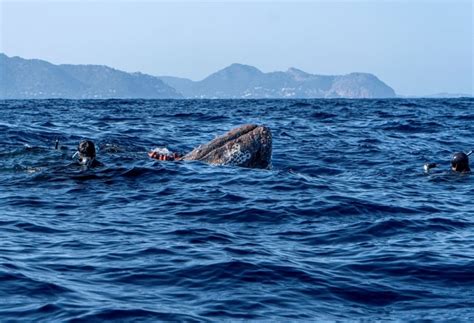 Soccorso Subacqueo Subacquei Spagnoli Liberano Una Balena Intrappolata