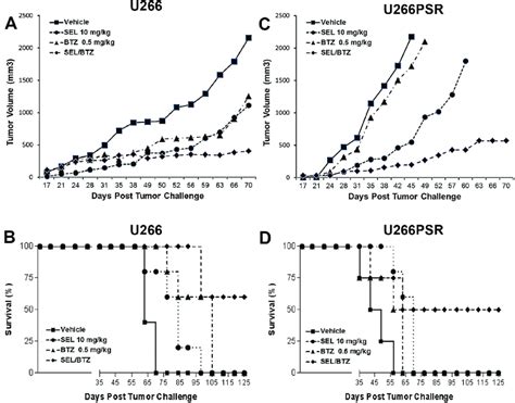 NOD/SCID-γ (NSG) mouse in vivo studies. NSG mice (n=5 per group) were ...