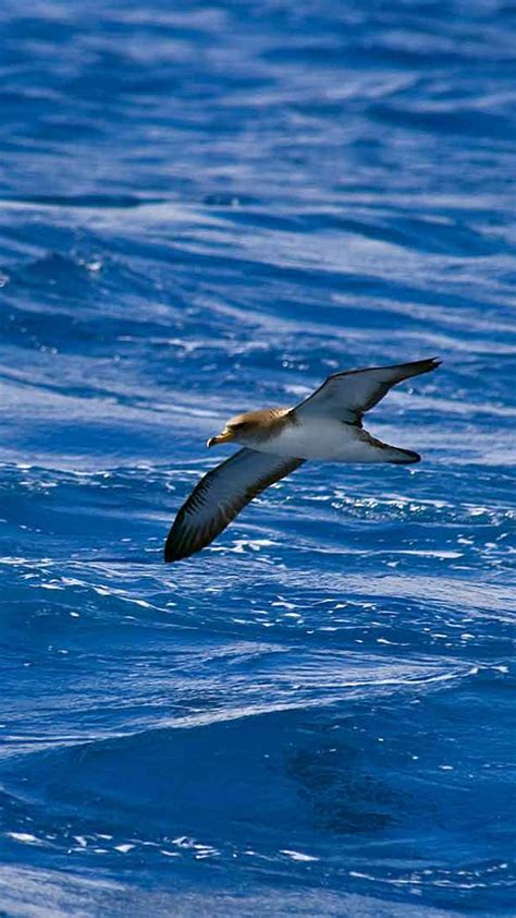 Bird Watching Visit Madeira Madeira Islands Tourism Board Official