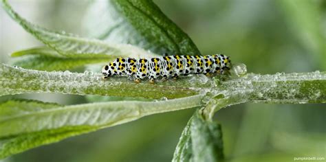 Please Grow Caterpillar Food Plants to Help Butterflies & Moths ...