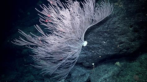 Discovering Deep Sea Corals Of The Phoenix Islands 2 Schmidt Ocean