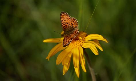 Arnica Des Montagnes Arnica Montana Guillaume Caillon Flickr