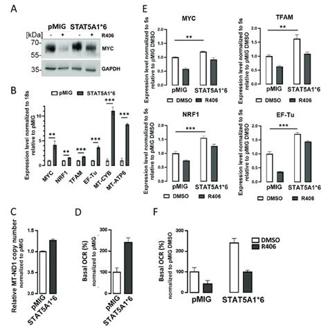 Syk Inhibition Sensitizes Oxphos Dependent Acute Myeloid Leukemia Aml