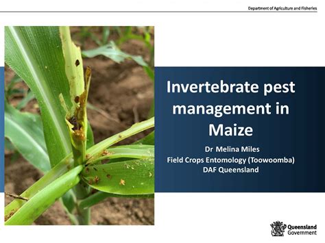 Invertebrate pest management in maize (and planning for FAW) | The