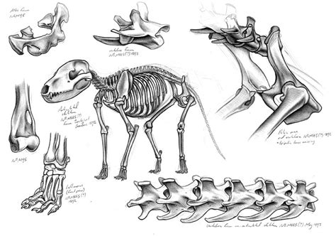 Thylacine skeleton drawings. - Tim Squires Design