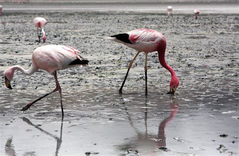 Flamingos On Uyuni Salt Flats Bolivia Photograph By Aidan Moran