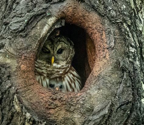 Barred Owl Habitat