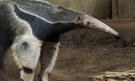 Giant Anteater Pet