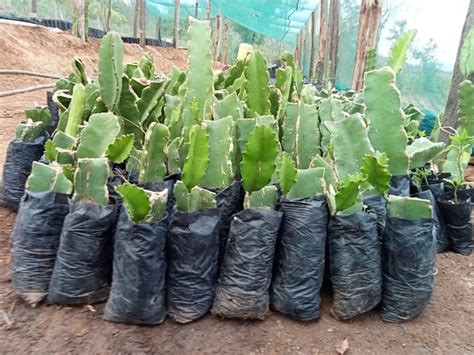 Rich Farm Kenya Profitable Agribusiness Ideas In Fruit Farming Dragon Fruit Farming Step By