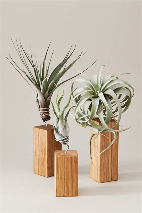 Air Plants Decor, Hanging Air Plants, Air Plants Care, Plant Decor ...