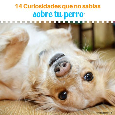 14 Curiosidades que no sabías sobre tu perro Revista Petmi