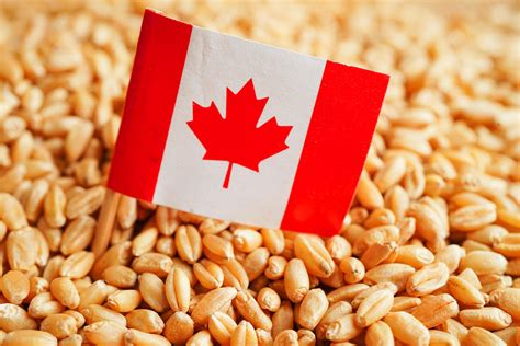 Canad Sobre Trigo De Grano Exportaci N Comercial Y Concepto Econ Mico