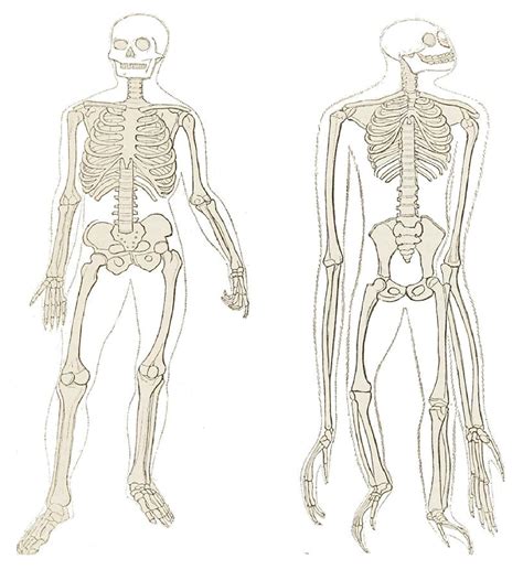 Chimpanzee Anatomy