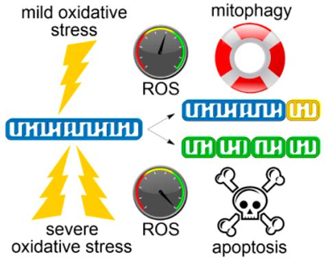 Antioxidants Free Full Text Reactive Oxygen Species And