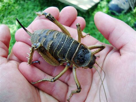 Big Bugs and Colossal Crabs: 7 Invertebrates of Unusual Size | Britannica