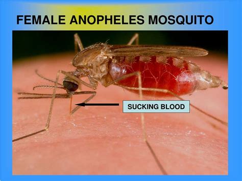 Ppt A Treat For Mosquitoes Powerpoint Presentation Free Download