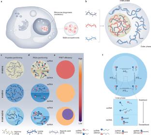 Multiphase Model Membraneless Organelles Nature Chemistry X Mol