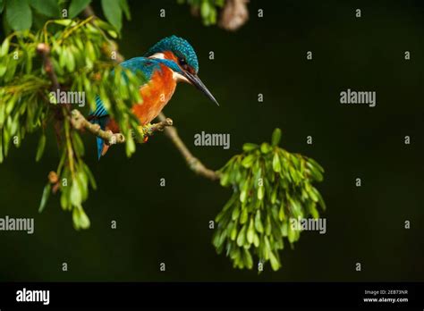 Kingfisher in their natural habitat Stock Photo - Alamy