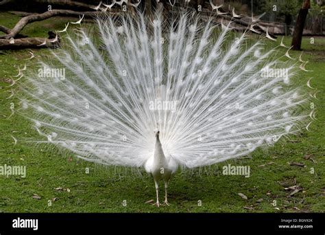 Albino Vogel Fotos Und Bildmaterial In Hoher Aufl Sung Alamy