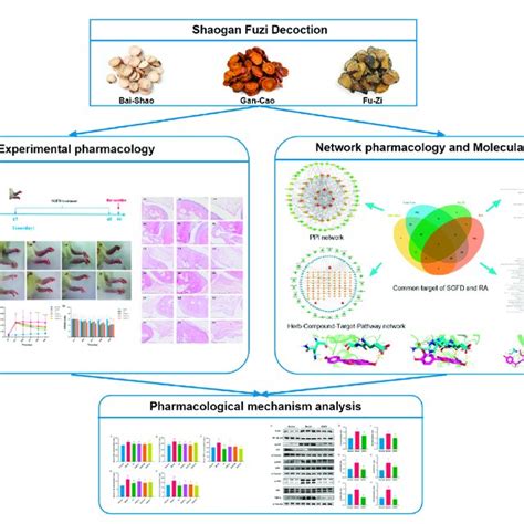 Network Pharmacology Analysis For Screening Targets And Pathways Of Download Scientific Diagram