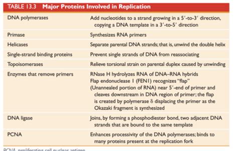 Biochemistry Dna Replication Flashcards Quizlet