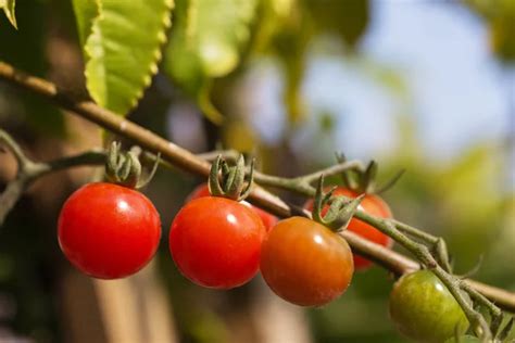 Tomatoes Trees Stock Photos Royalty Free Tomatoes Trees Images