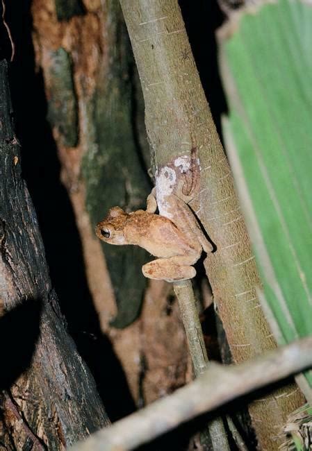 Banana Tree Dwelling Frog From Barinas Venezuela On February