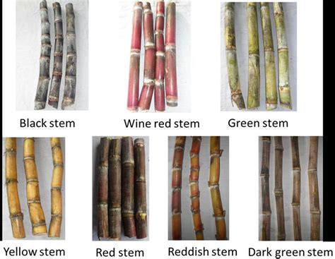 Variability Of The Stem External Color Of The Sugarcane Cultivars