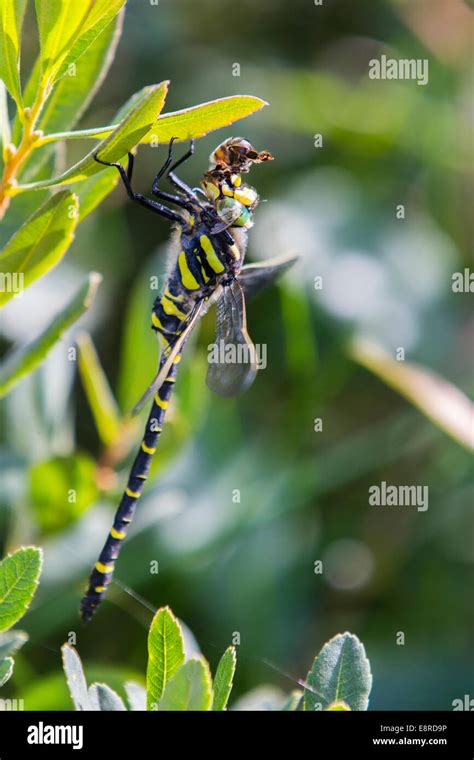 A Golden Ringed Dragonfly Eating A Bee In The New Forest Hampshire