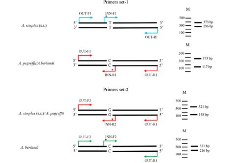 Schematic Illustration Of The Two Sets Of The Tetra Primers For The